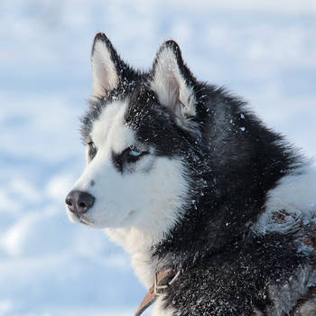 Snow Queen by DeingeL-Dog-Stock