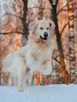 Happy Run