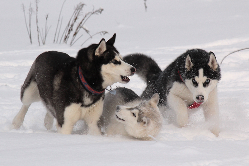 Snow Games of a Snow Dogs