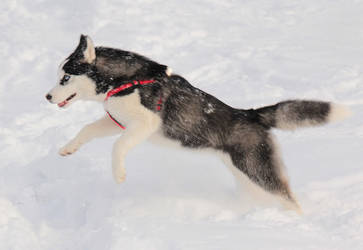 Husky Jump