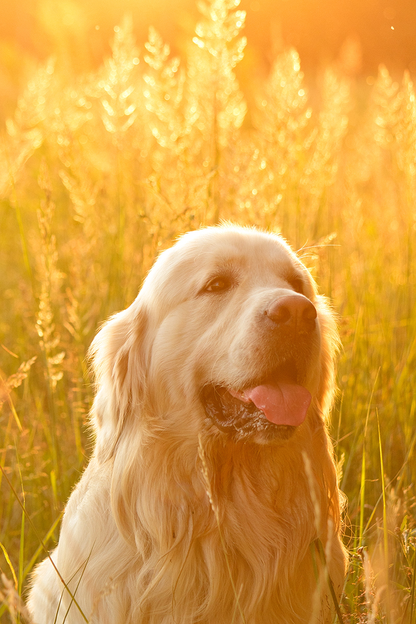 Golden Summertime