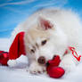 Siberian Christmas Husky