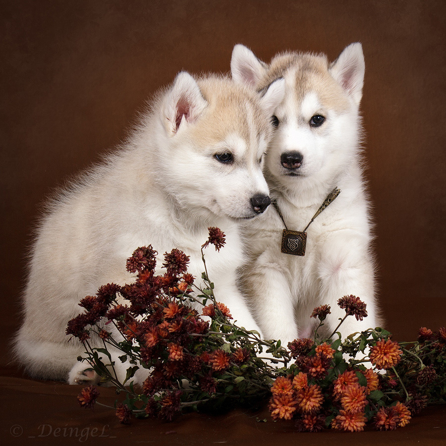 Little Huskies