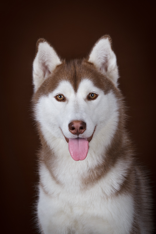 Husky Portrait