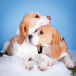 Lovely Beagles