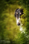 Borzoi in Secret Garden by DeingeL-Dog-Stock