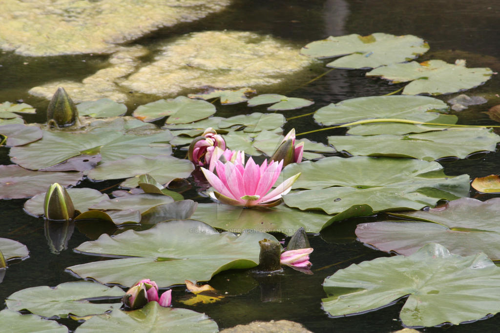 Water Lily's