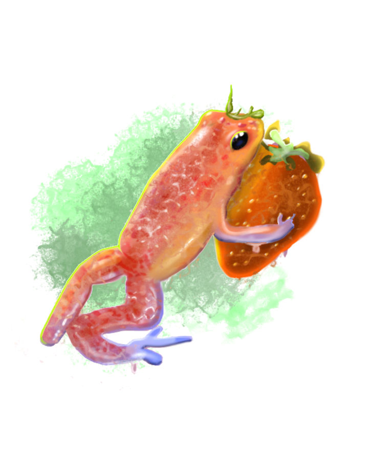 Strawberryfrog Animation Strawberry Frog by PaintFeathers on DeviantArt