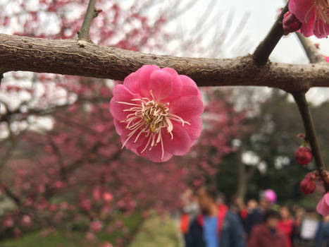 Plum Blossom 2