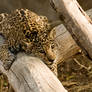 Baby Amur Leopards