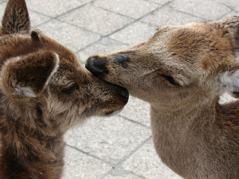 Miyajima Deer