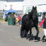 Friesian with tack