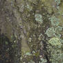 Tree lichen texture