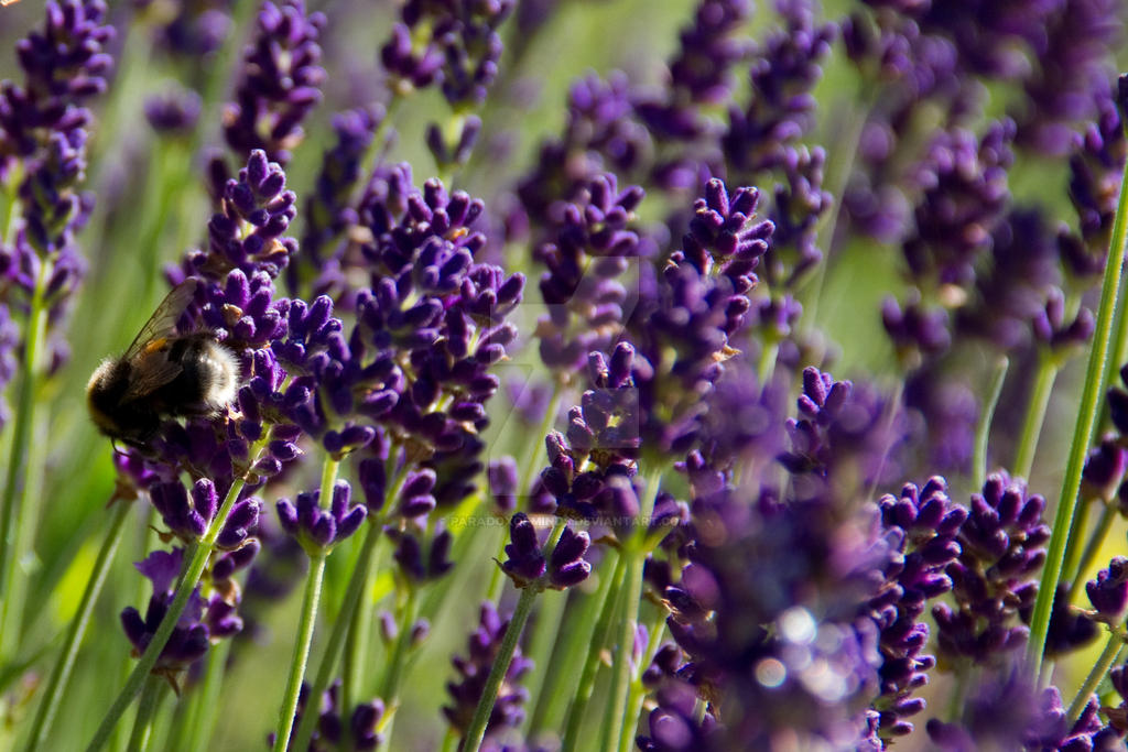 Lavender  Bee