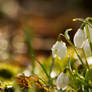 Snowdrops set 11