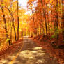 The Road Less Traveled By (Autumn)