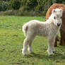Pony foal again again