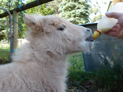 Feeding an orphan foal