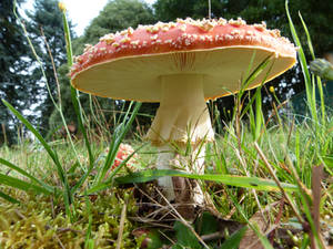Much room under the magic mushroom by otherunicorn-stock Much room under the magic mushroom by otherunicorn-stock