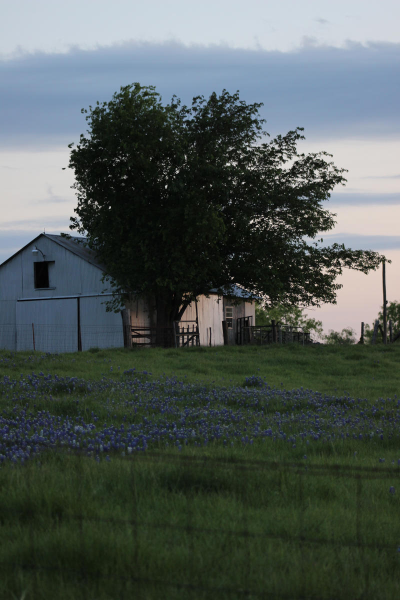 Spring on the Prairie