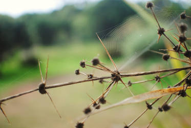 Prickles