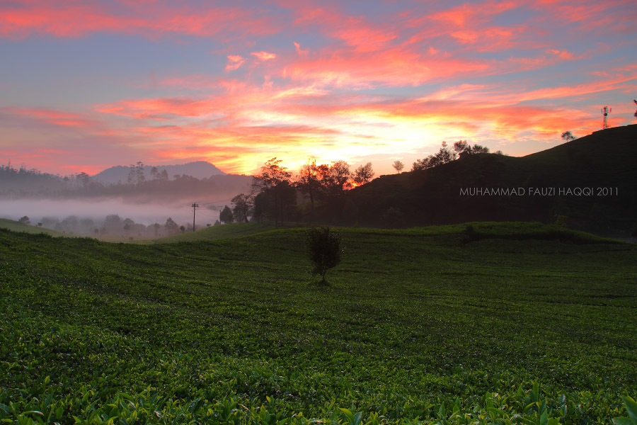 tea leaf and sunrise