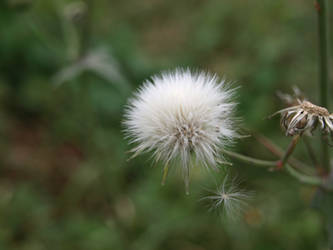 Dandelion stock