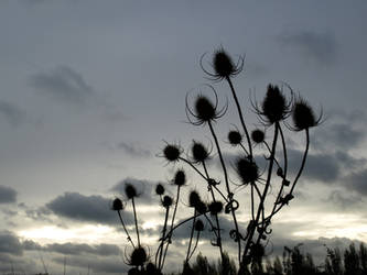 Thistle Silhouette stock