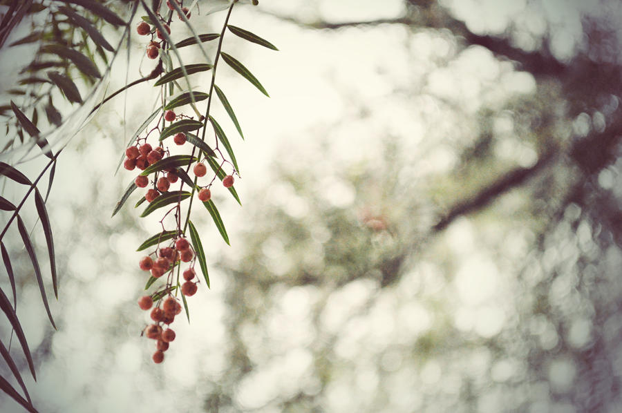 The Red Berries II