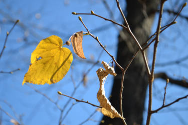 The autumn is coming and the leaves are falling