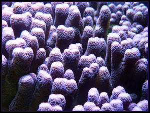 Purple coral by bebadawn Purple coral by bebadawn