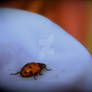 Hey there Lady Bug