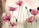 Poppys and light by nibybiel