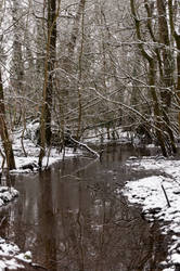 Winter forest