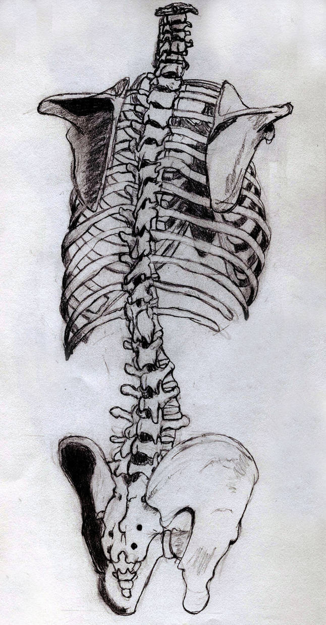 Spine Sketch by cronicryo on DeviantArt
