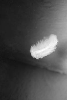 feather...