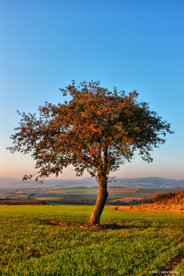 Tree of Dreams III