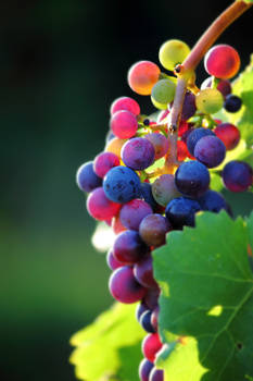 Tilt Shift Grapes