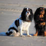 Luna und Sookie on the Beach (2016) I