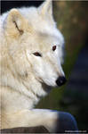 Arctic Wolf No.2 by W0LLE