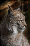 Lynx by W0LLE