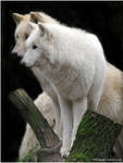 Arctic Wolf No.3 by W0LLE