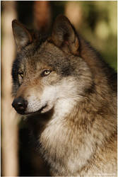 Grey Wolf