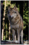 Wolf No. 01 by W0LLE