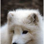 Polar Fox No. 2