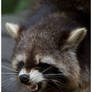 Racoon