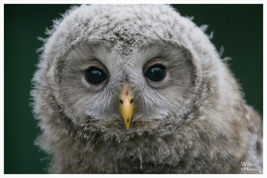 Young Owl Portrait