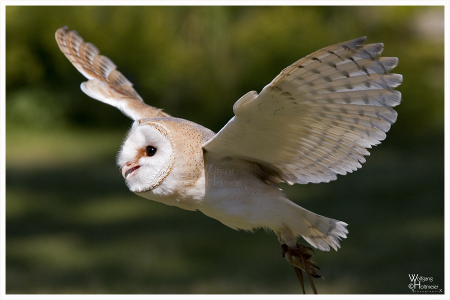 Flyin Barn Owl I