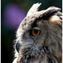 Eagle Owl Portrait