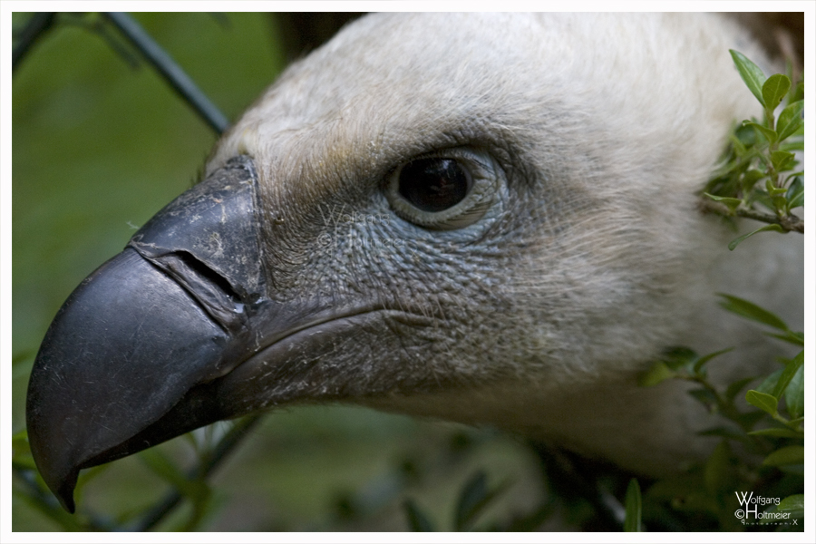 Face of a Griffon